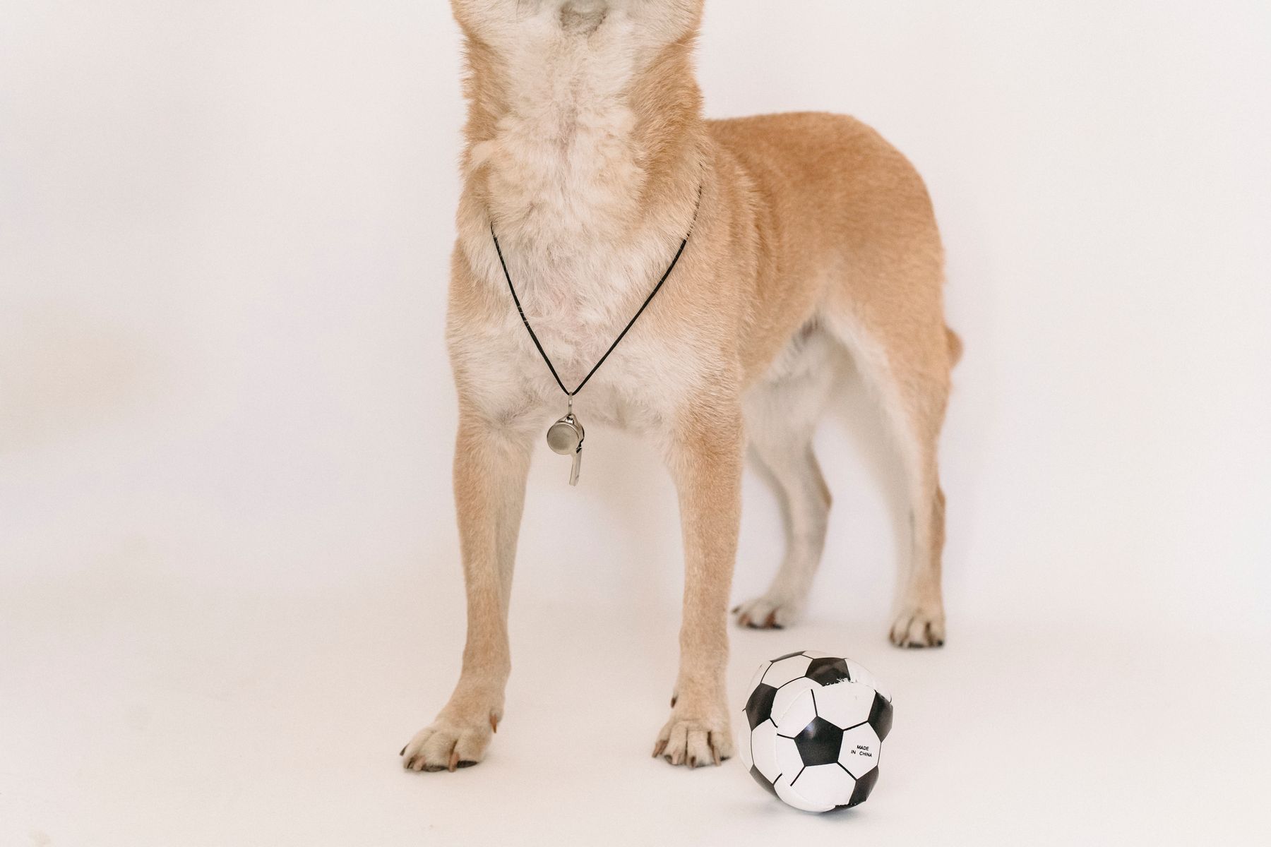 Adoption detail