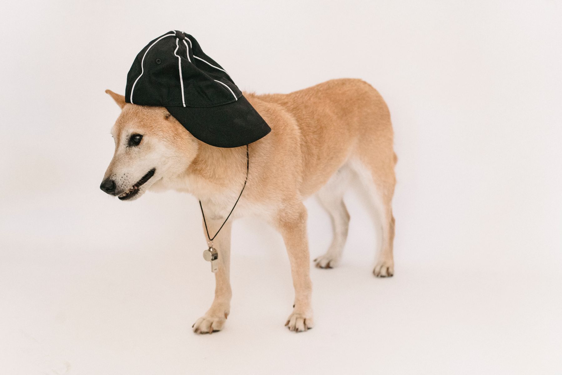 Dog daycare & boarding process