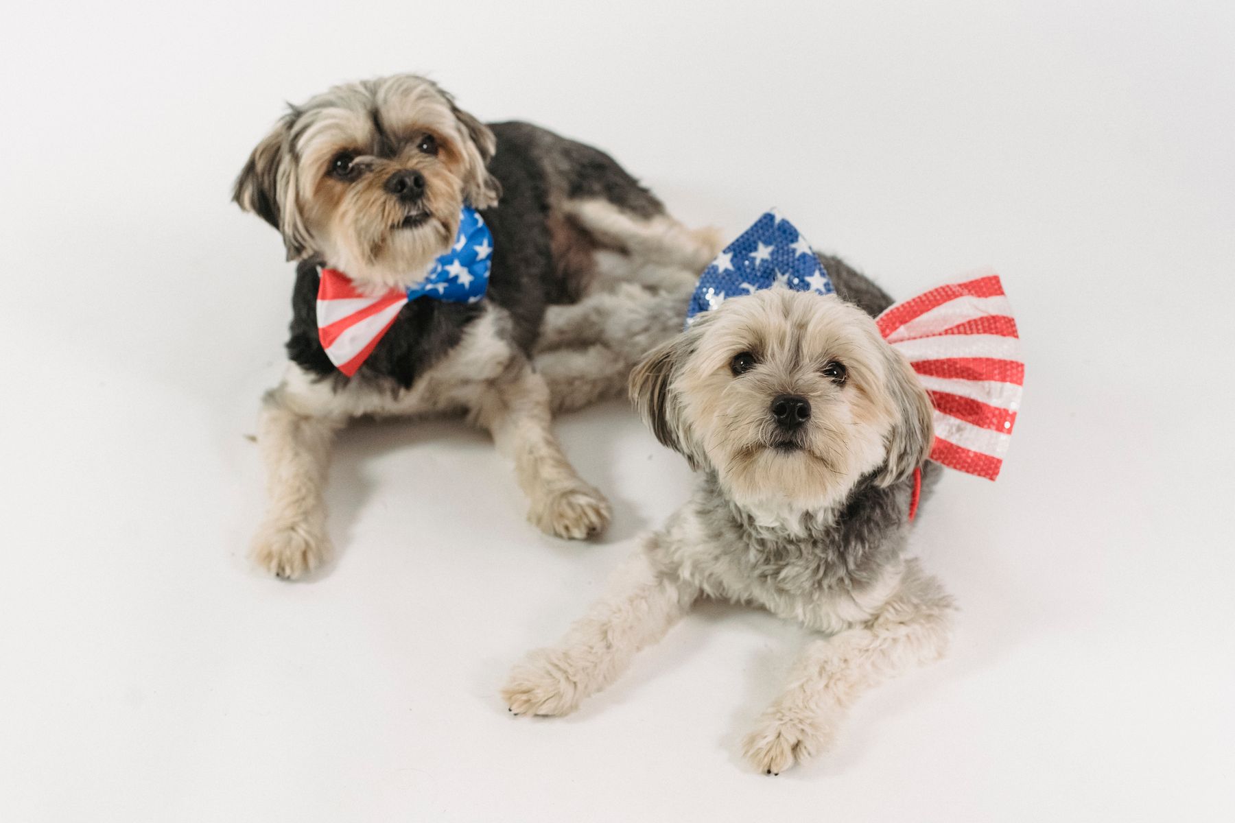 Nexolume Pet & Veterinary Pet Wellness Membership slide