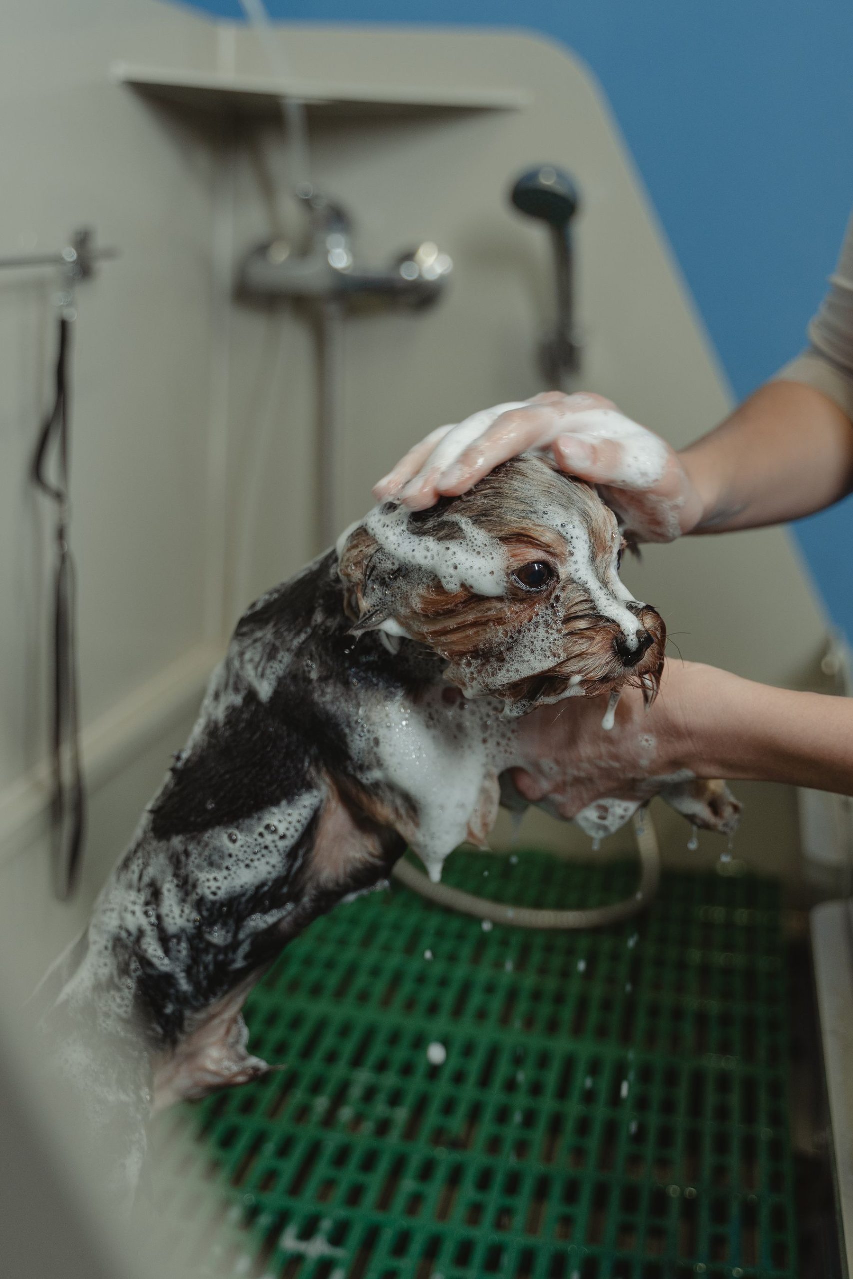 Nexolume Pet & Veterinary Pet Wellness Membership slide
