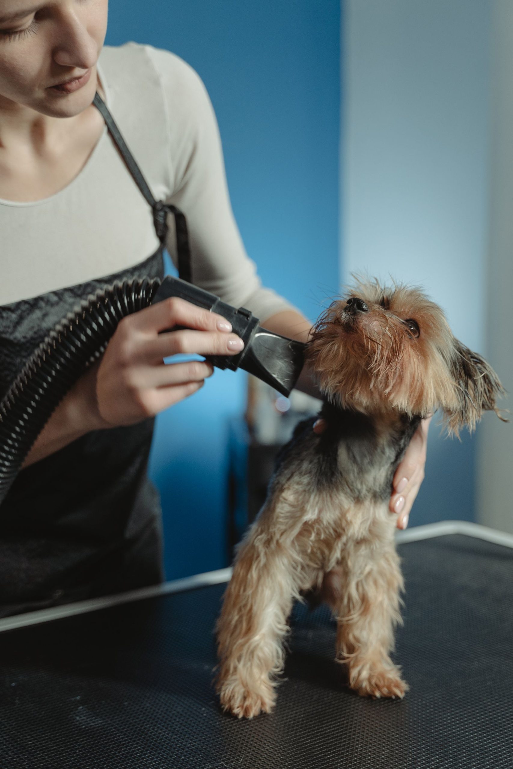 Pet care detail