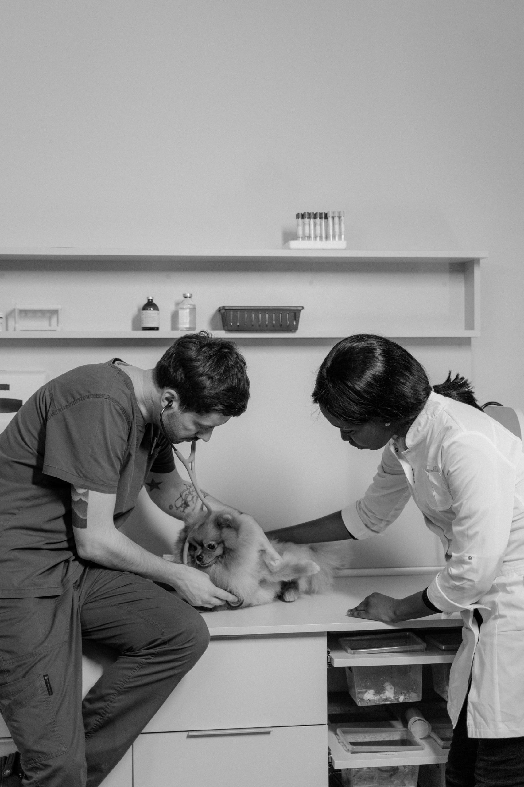 Nexolume Pet & Veterinary Pet Hospital & Emergency slide