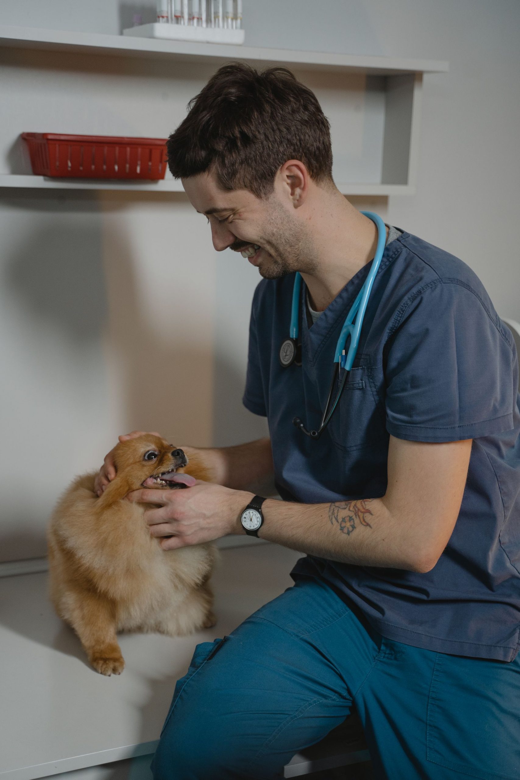 Nexolume Pet & Veterinary Pet Grooming & Spa slide