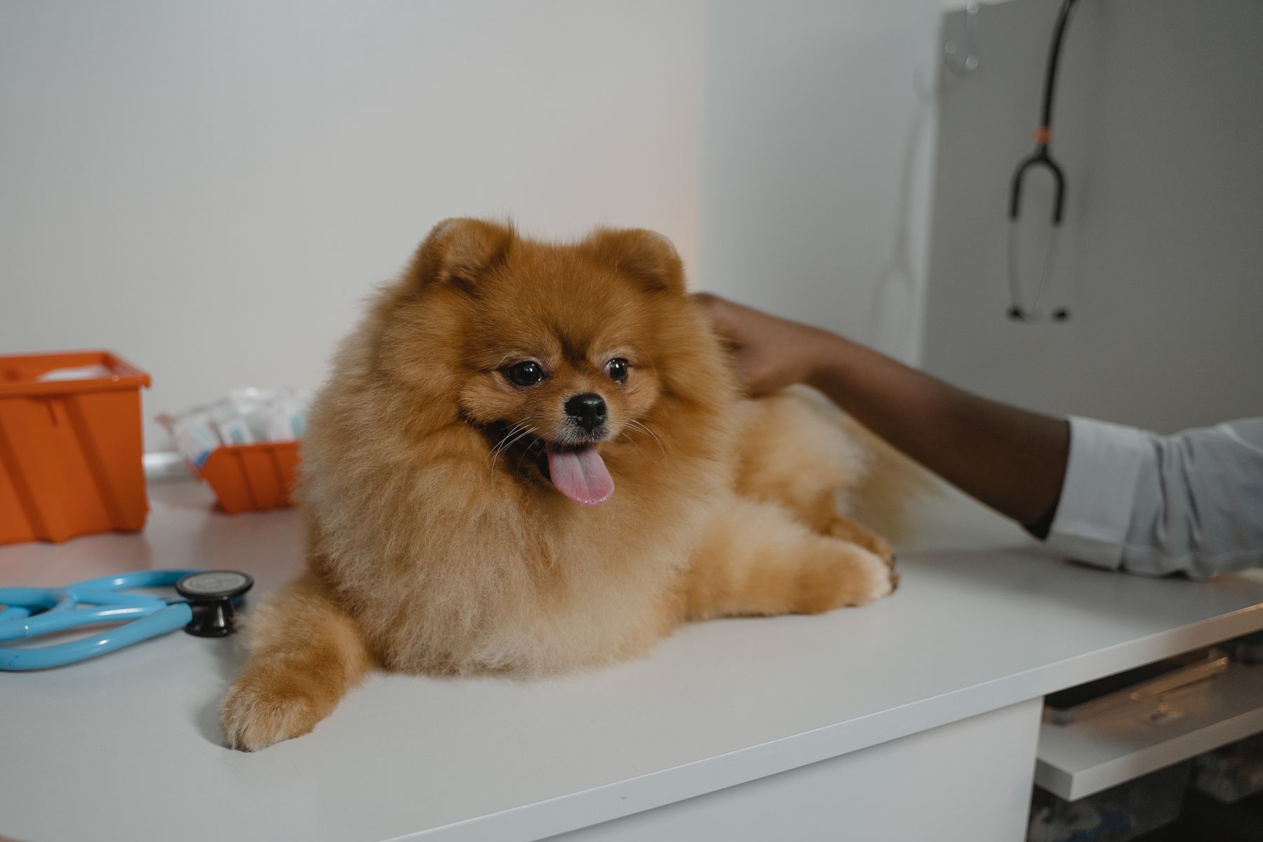 Pet adoption & rescue process