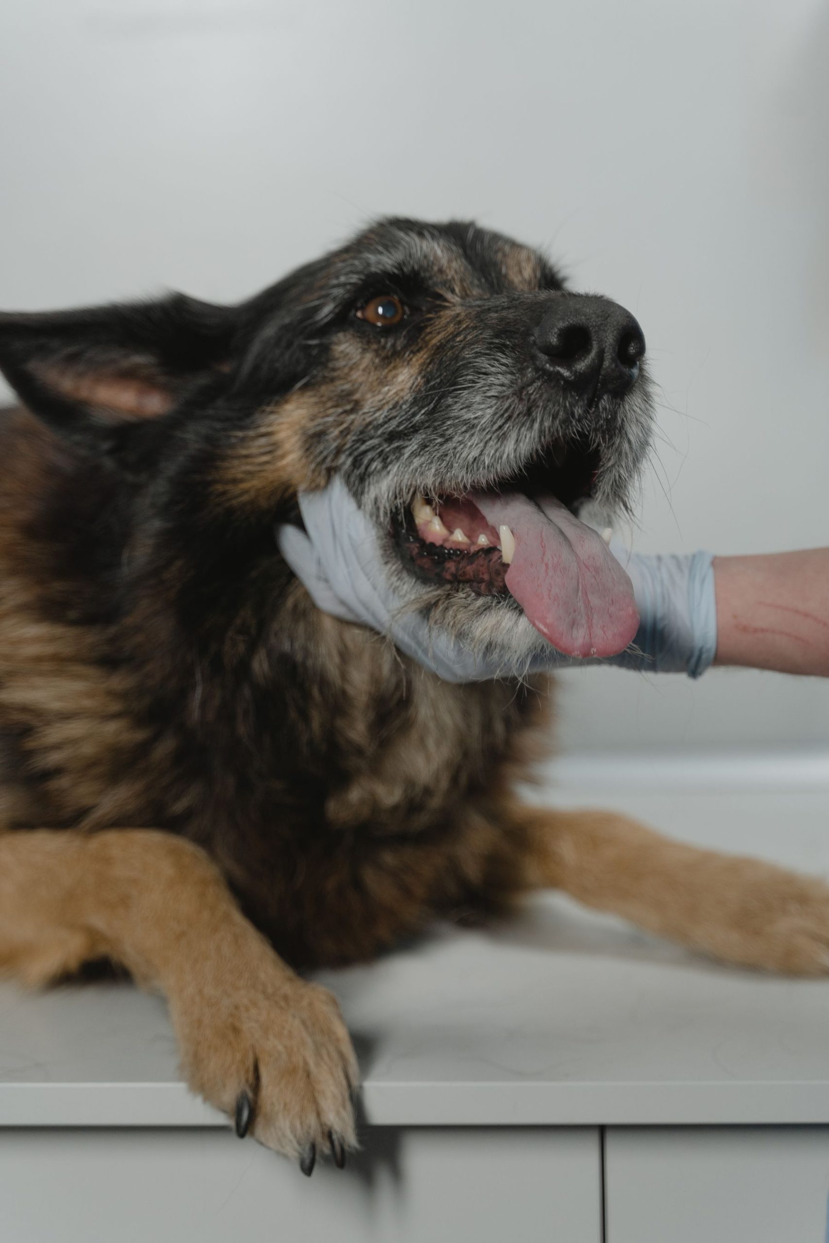 Nexolume Pet & Veterinary Pet Hospital & Emergency slide