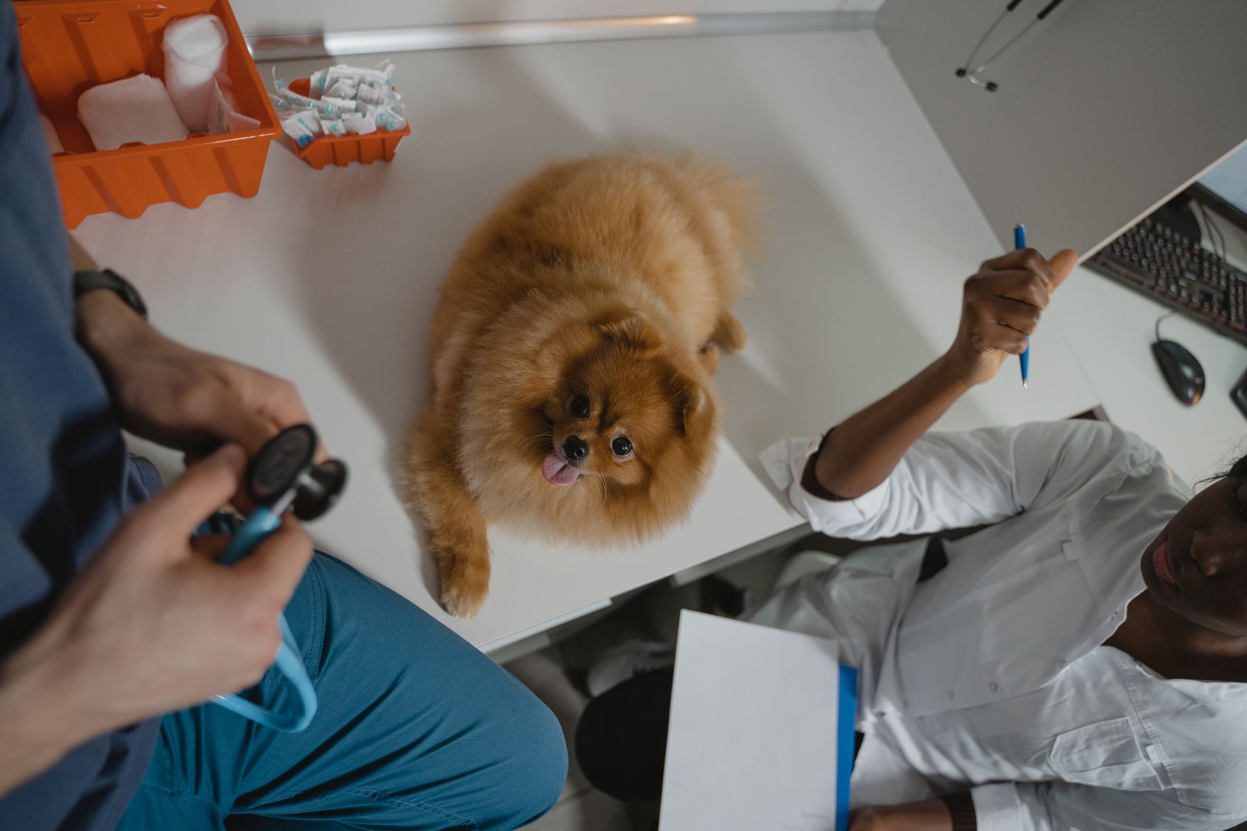 Nexolume Pet & Veterinary Mobile Vet & Home Visits slide