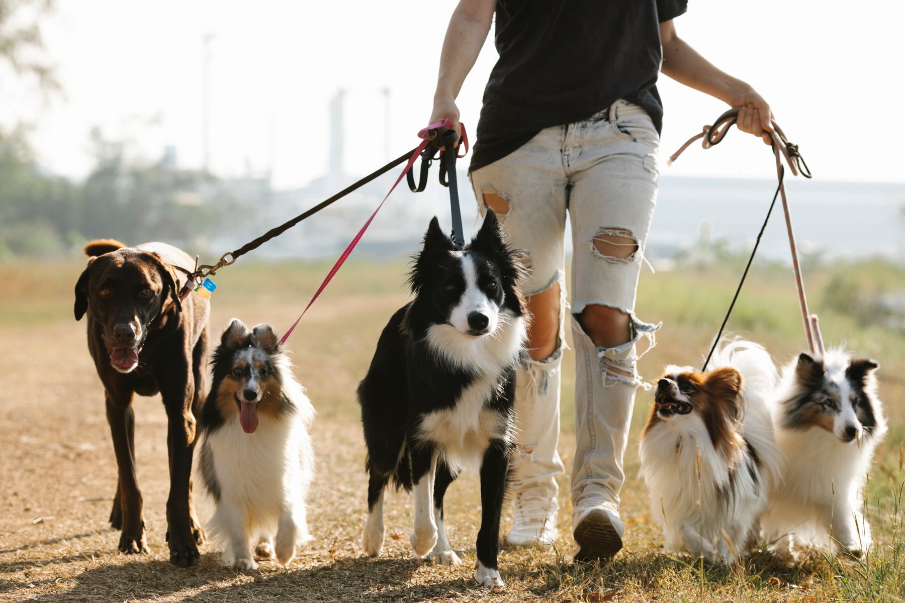 Pet hospital & emergency process