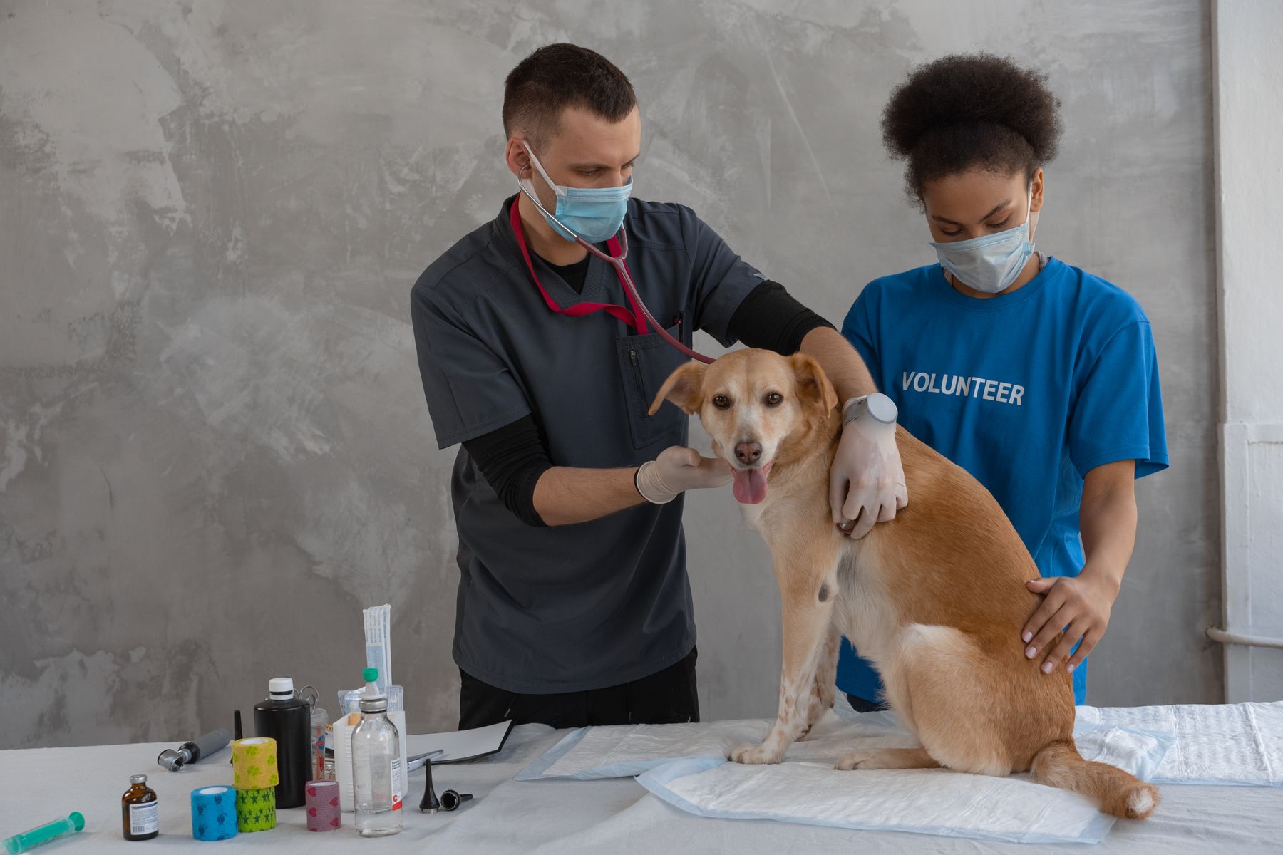 Veterinary clinic process