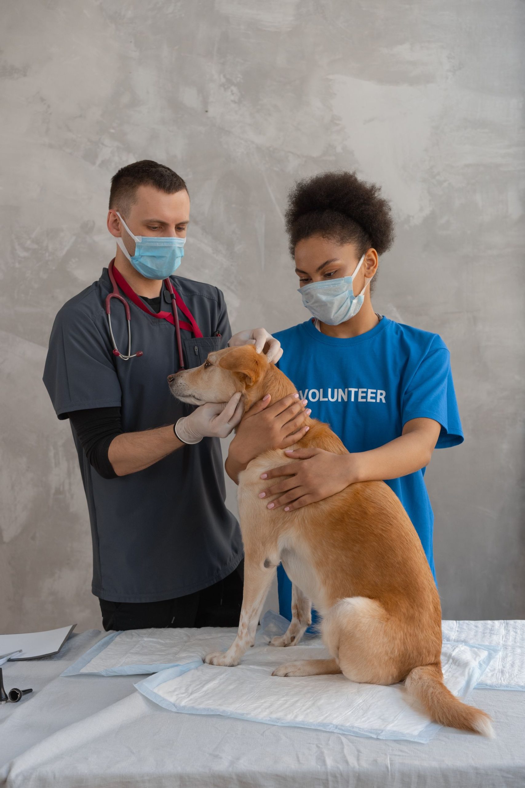 Nexolume Pet & Veterinary Pet Wellness Membership slide