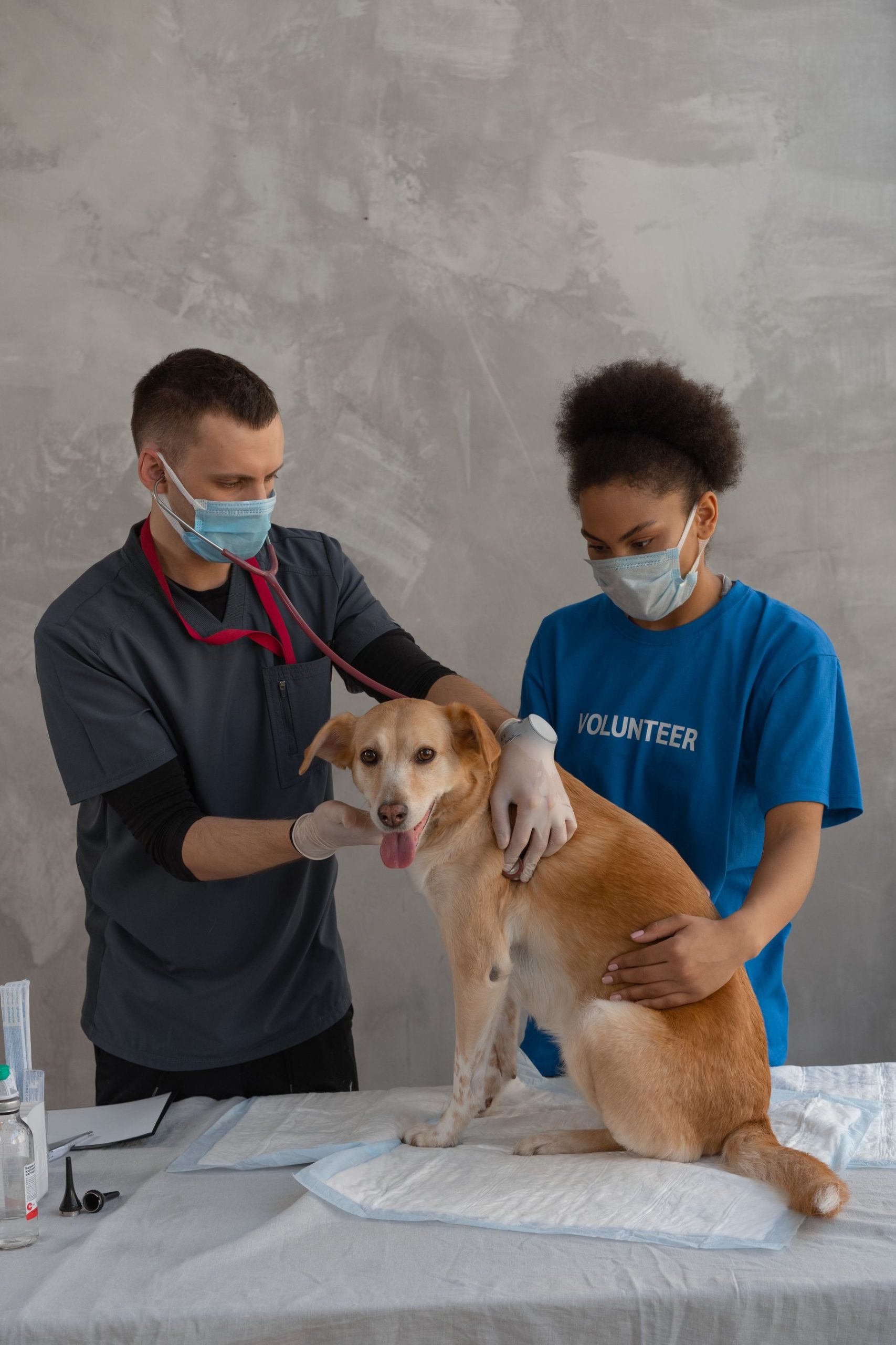 Pet care detail