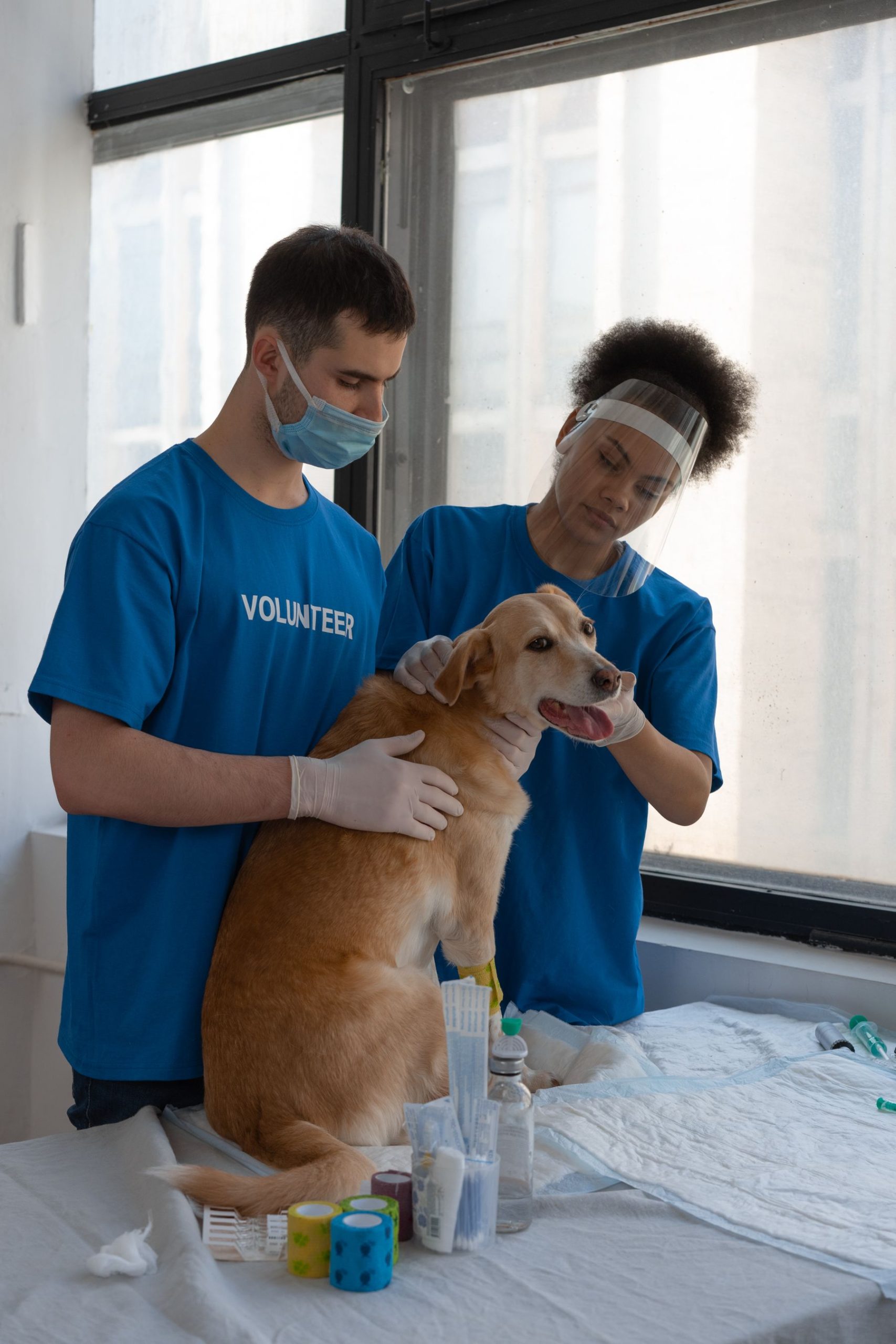 Pet care detail