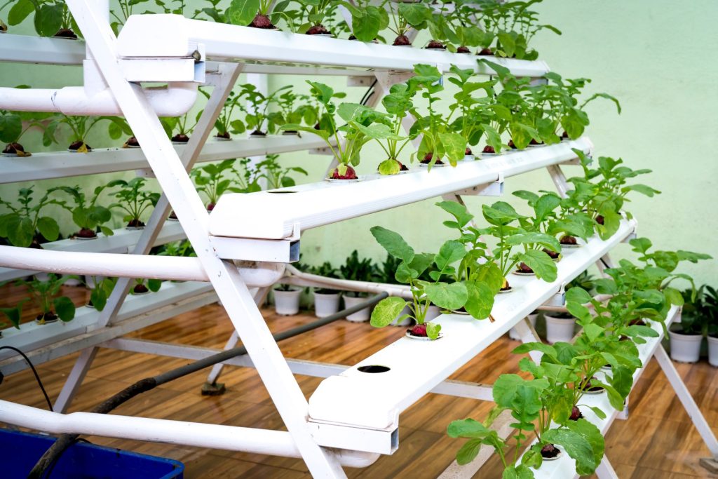 Professional Vegetable & Fruit Farming