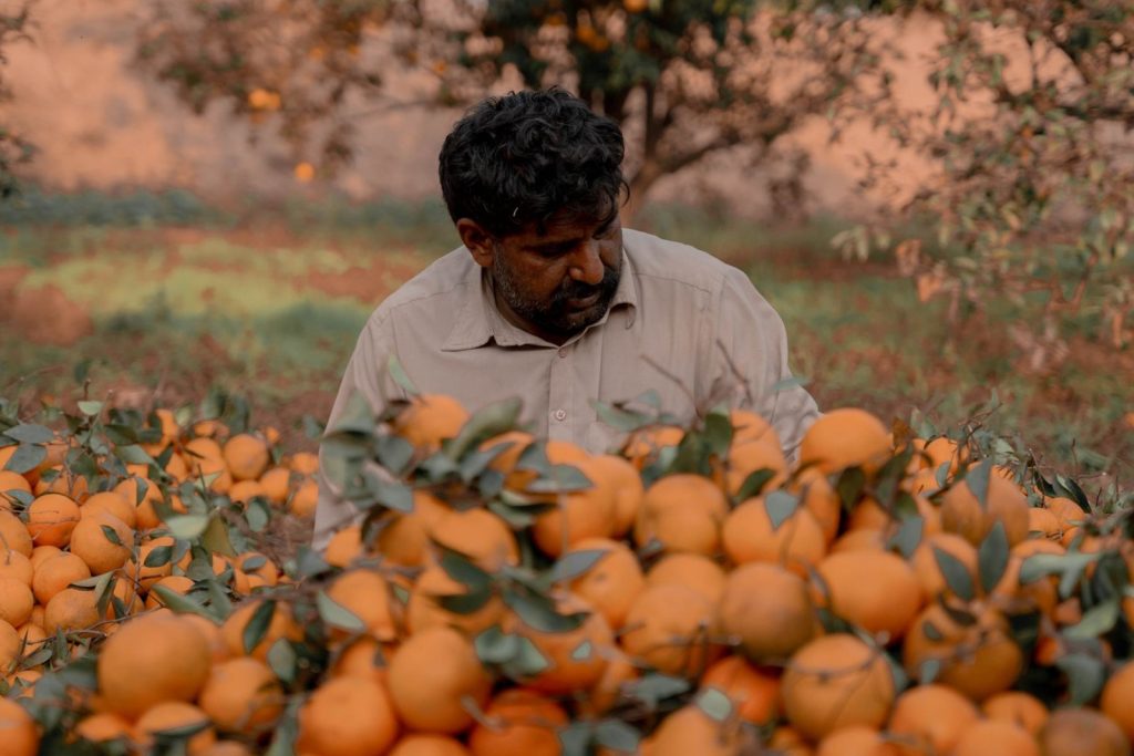 Nexolume Vegetable & Fruit Farming orange orchard farmer