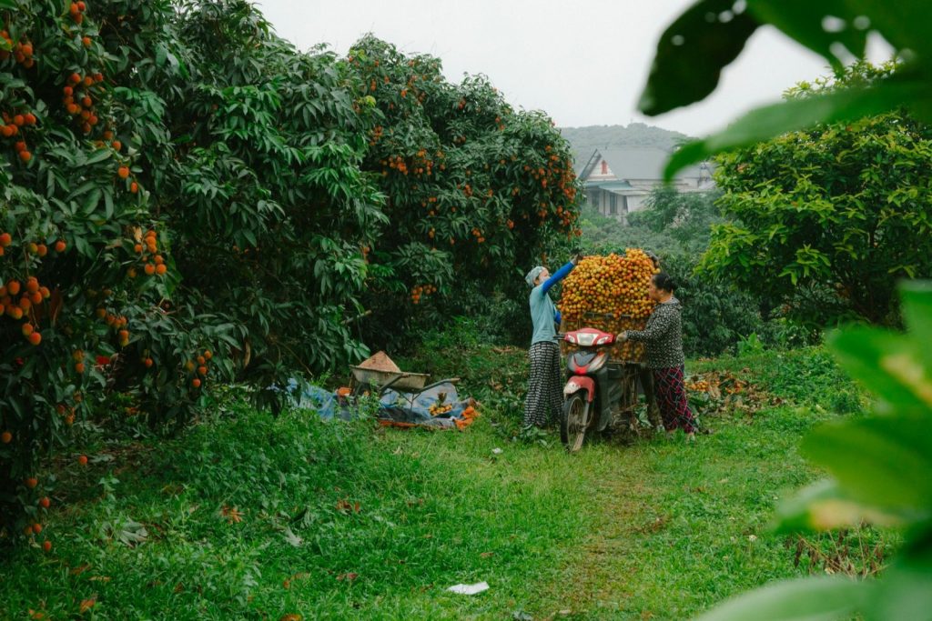 Nexolume Vegetable & Fruit Farming fruit harvest orchard