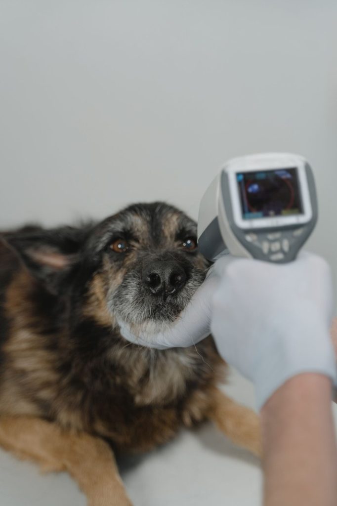 Nexolume Veterinary Clinic Dog Veterinary Checkup Clinic