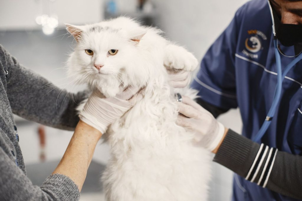 Nexolume Veterinary Clinic Veterinarian Examining Cat Clinic