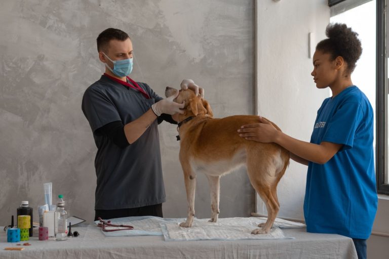 Nexolume Veterinary Clinic & Animal Hospital live WordPress demo preview