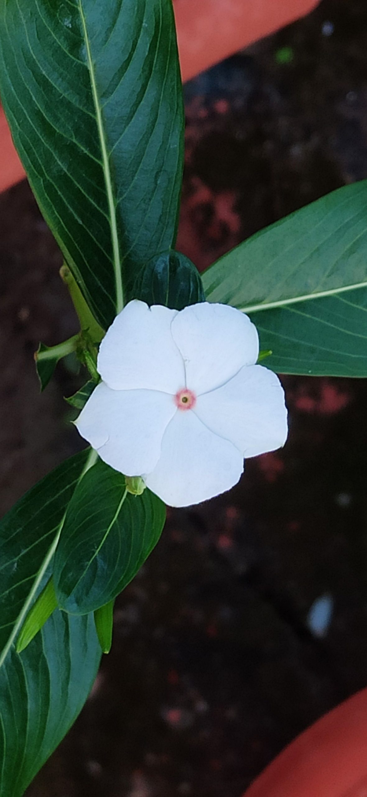 Third perspective