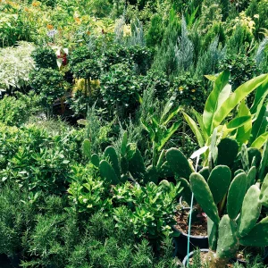 Garden & Plants Ecommerce Product