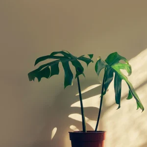 Garden & Plants Monstera Indoor Plant Pot