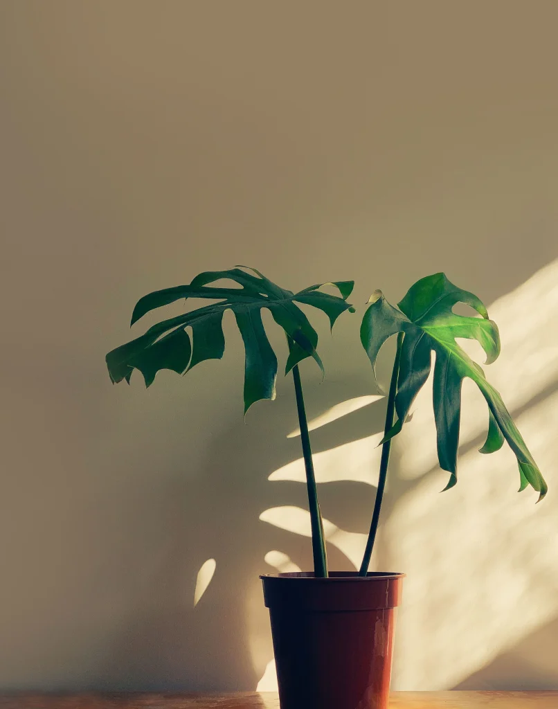 Garden & Plants Monstera Indoor Plant Pot