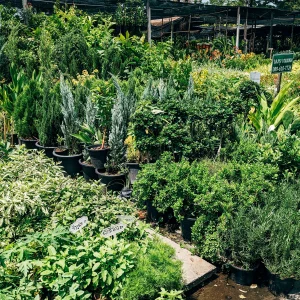 Garden & Plants Shop Ecommerce Premium Product Lifestyle