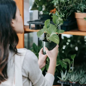 Garden & Plants Shopping Lifestyle