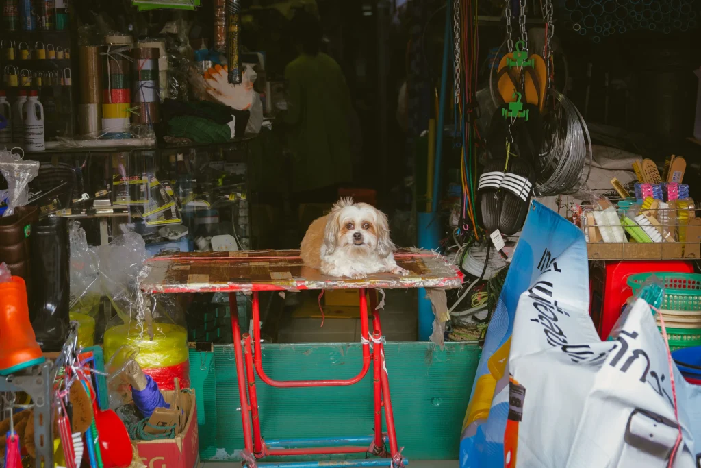 Pet Store Shop Ecommerce Premium Product Lifestyle