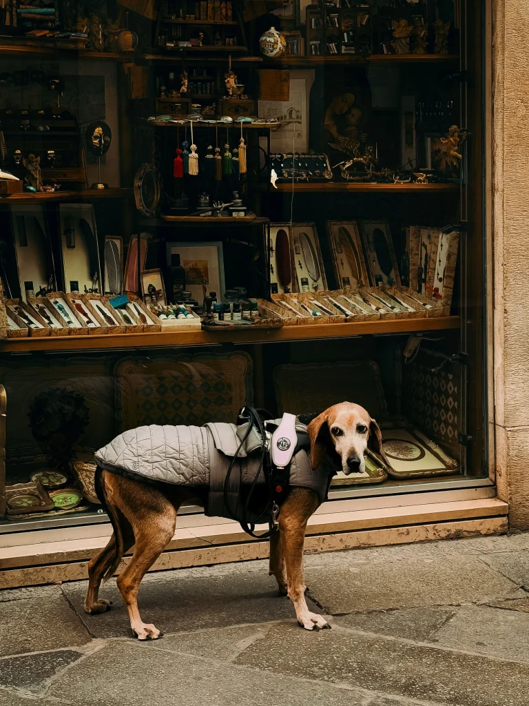 Pet Store Shopping Guide Ecommerce Lifestyle