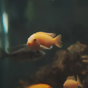 Aquarium Store alternate store layout