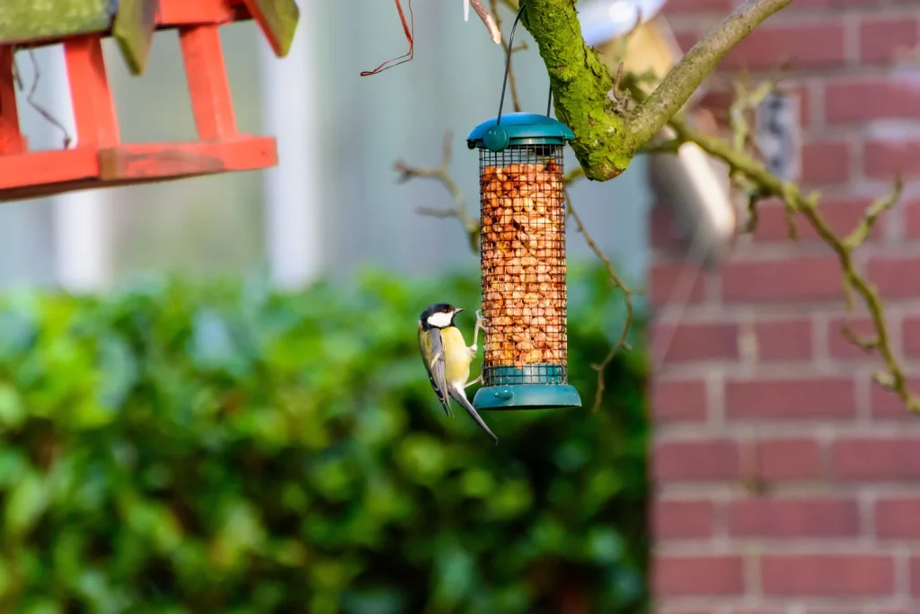 Bird Supplies online store
