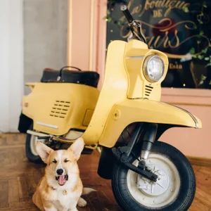 Dog Boutique online store