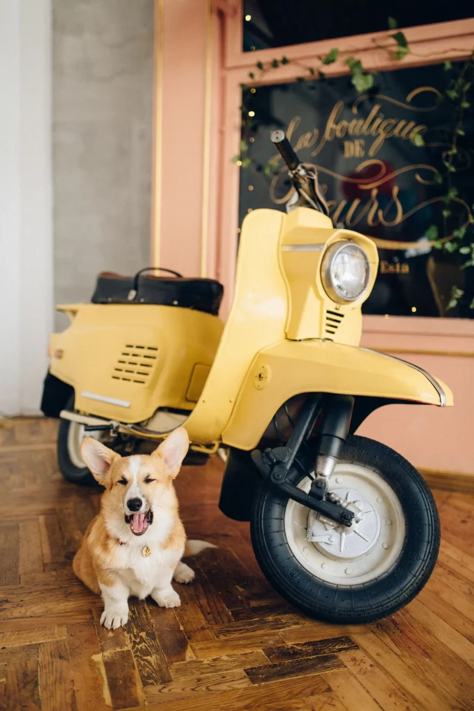 Dog Boutique online store