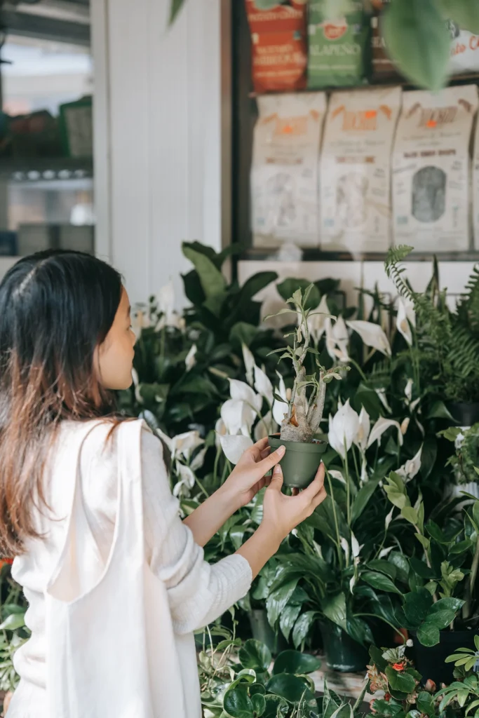 Indoor Plants online store