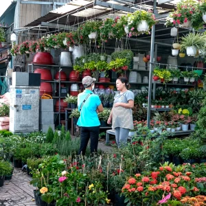 Outdoor Plants online store