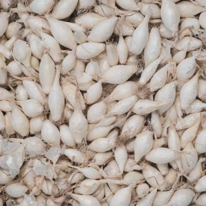 Seeds & Bulbs online store
