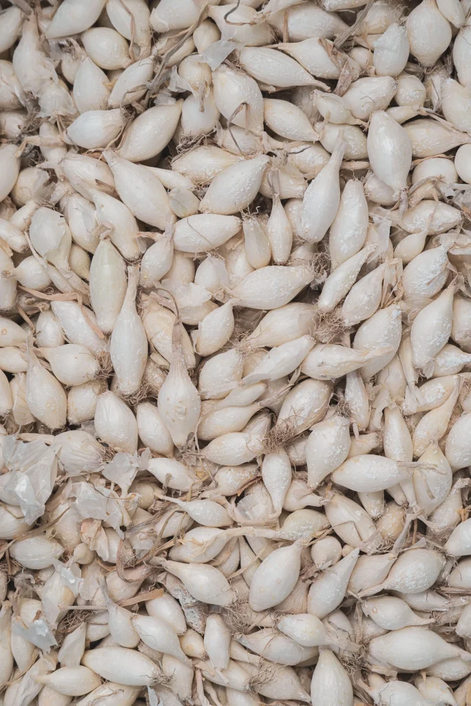 Seeds & Bulbs online store