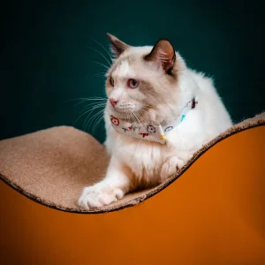 Cat Boutique premium slider image