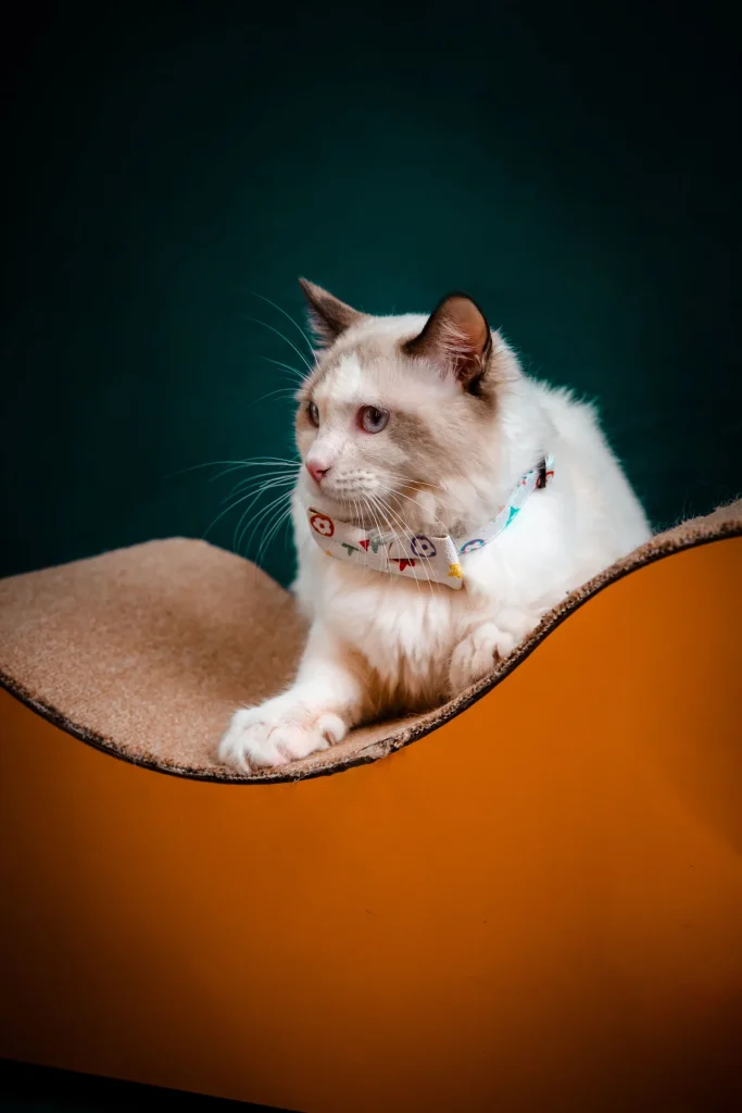 Cat Boutique premium slider image