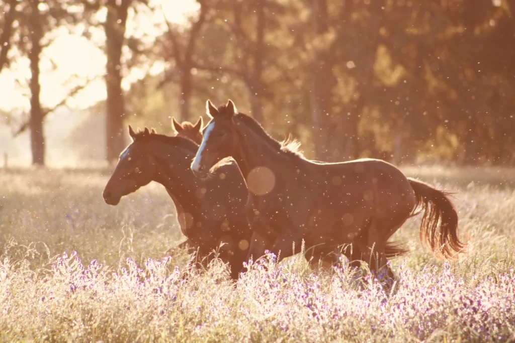 Horse Supplies premium product image