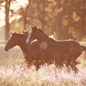 Horse Supplies premium product image
