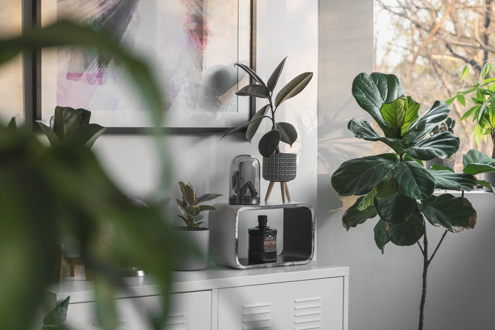 Indoor Plants premium product image