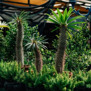 Outdoor Plants premium product image