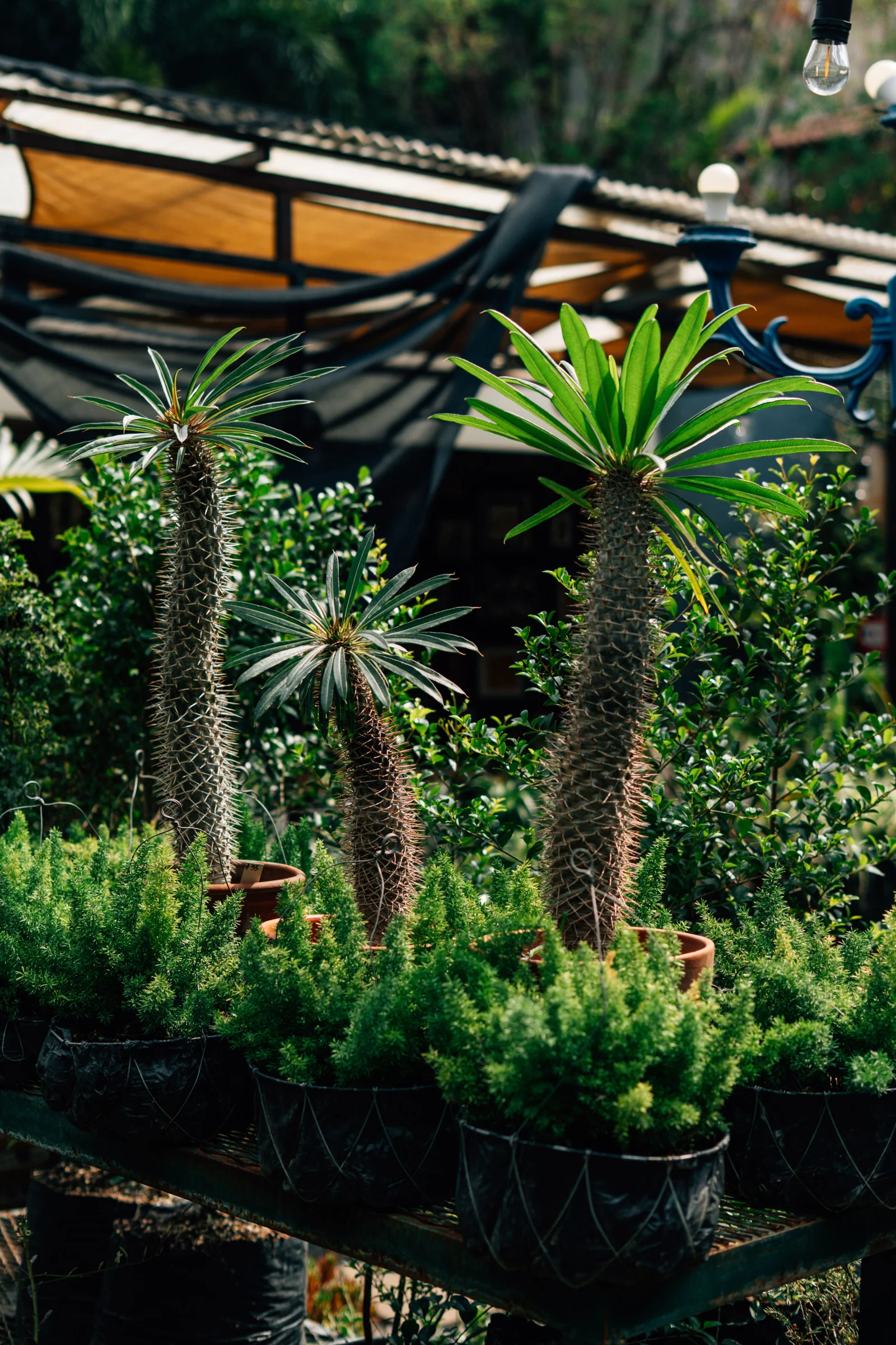 Outdoor Plants premium product image