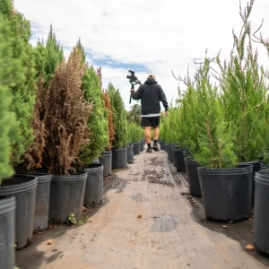 Outdoor Plants premium product image