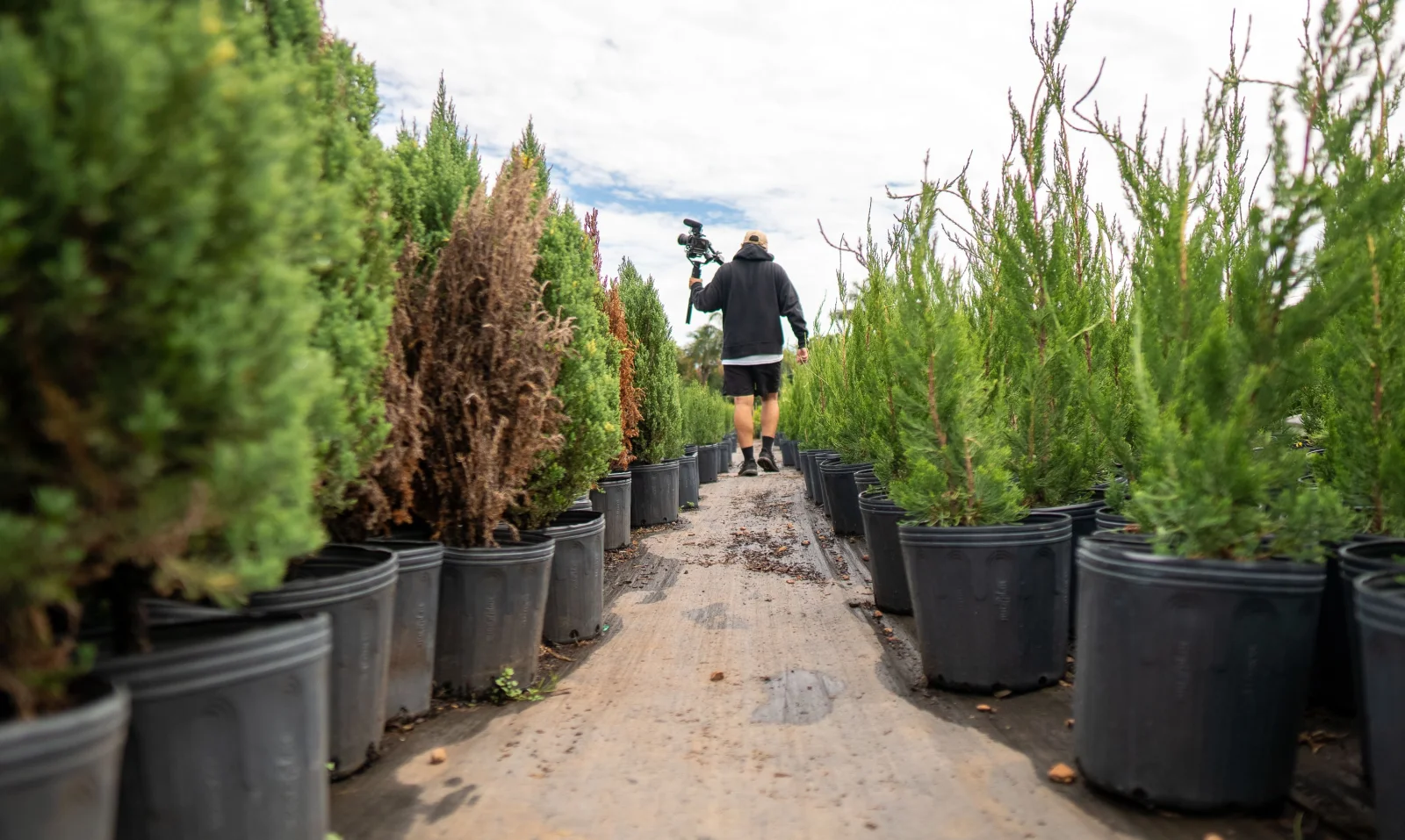 Outdoor Plants premium product image