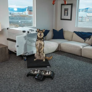 Pet Marketplace premium product image