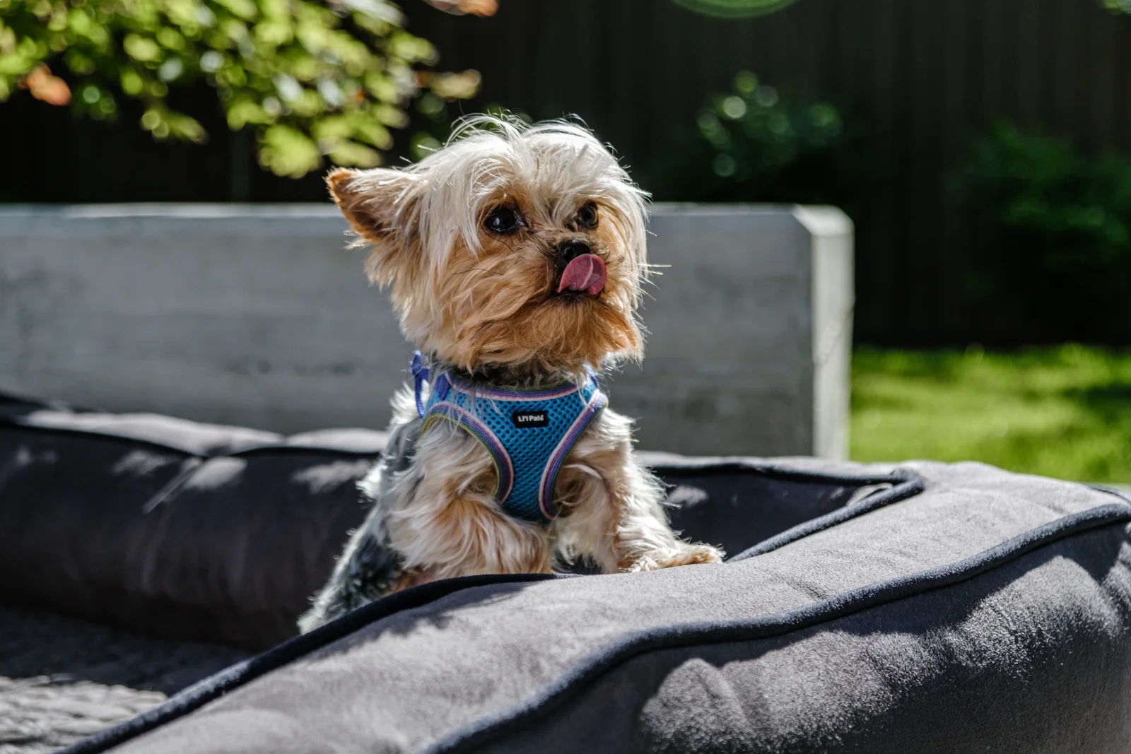 Dog Boutique premium slider image