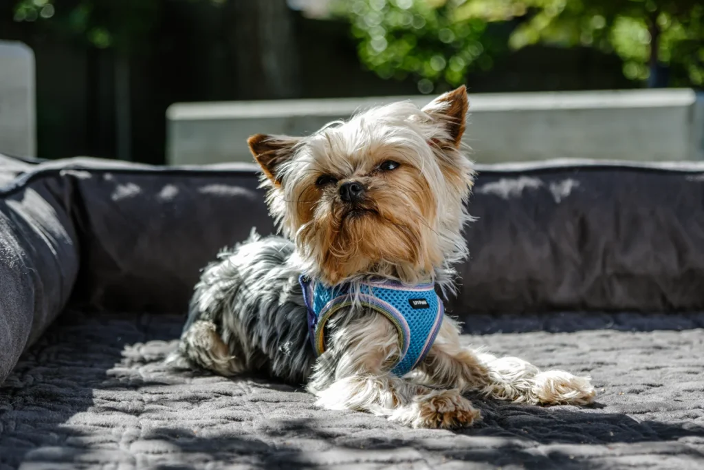 Dog Boutique premium slider image