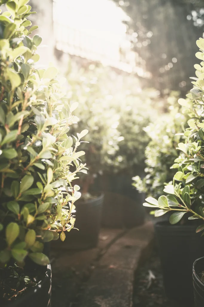 Outdoor Plants premium slider image